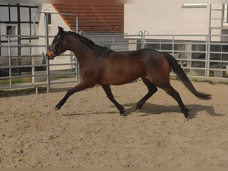 Irish sport horse Merrie 8 Jaar 159 cm Donkerbruin in Lage
