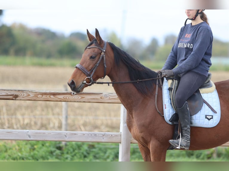 Irish sport horse Merrie 8 Jaar 160 cm Bruin in Bogaarden
