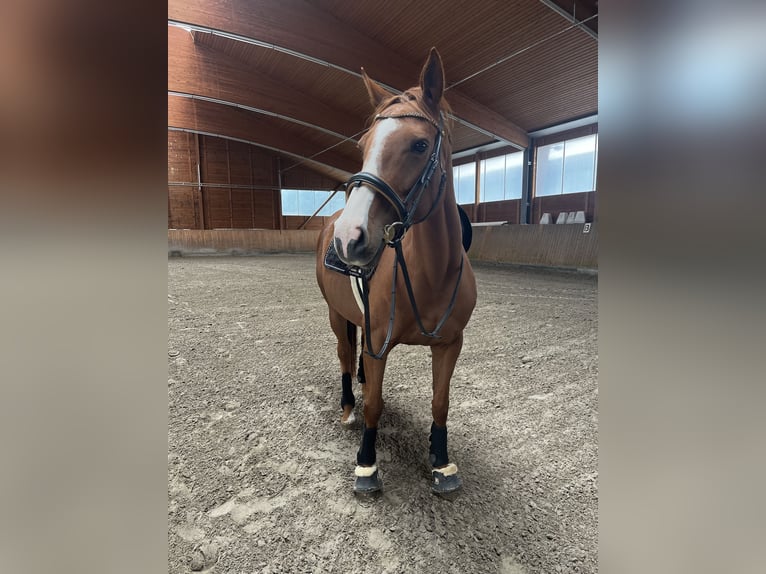 Irish sport horse Merrie 8 Jaar 160 cm Vos in Frankfurt am Main