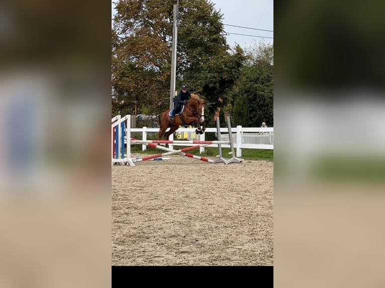 Irish sport horse Merrie 8 Jaar 160 cm Vos in Schlüchtern
