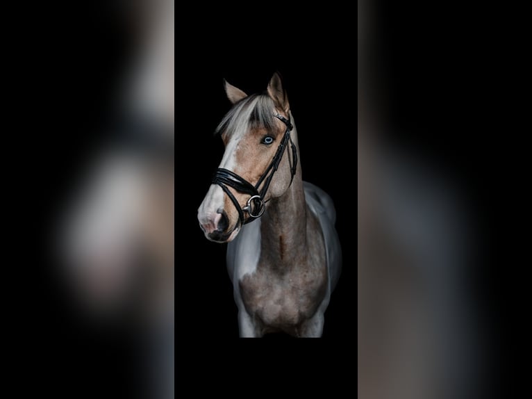 Irish sport horse Merrie 8 Jaar 162 cm Gevlekt-paard in Dorsten