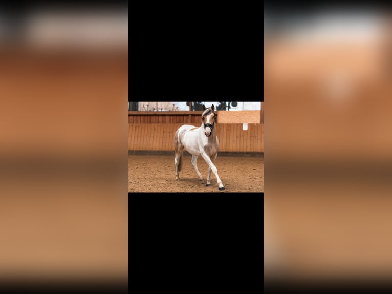 Irish sport horse Merrie 8 Jaar 162 cm Gevlekt-paard in Dorsten