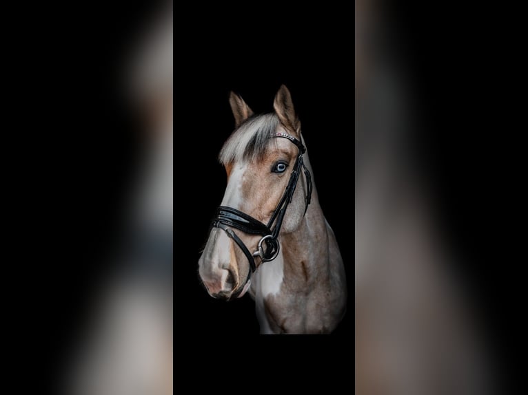 Irish sport horse Merrie 8 Jaar 162 cm Gevlekt-paard in Dorsten