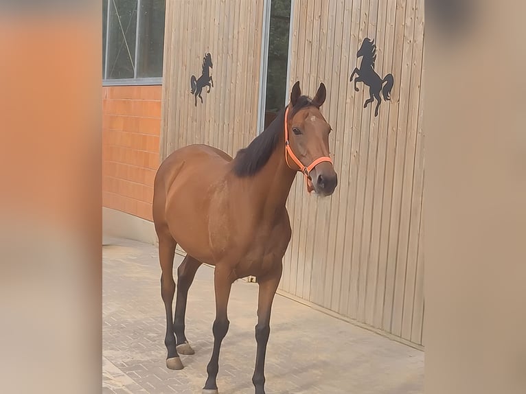Irish sport horse Merrie 8 Jaar 165 cm Bruin in Lage