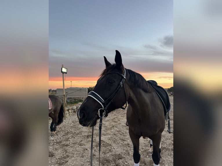 Irish sport horse Merrie 8 Jaar 165 cm Donkerbruin in Luqa