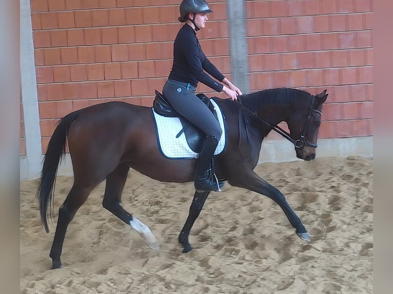 Irish sport horse Merrie 8 Jaar 165 cm Zwartbruin in Lage