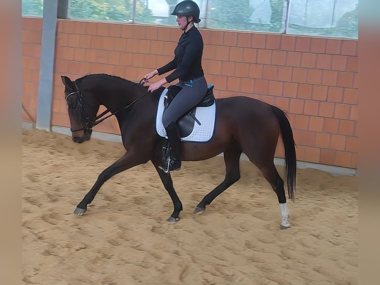 Irish sport horse Merrie 8 Jaar 165 cm Zwartbruin in Lage