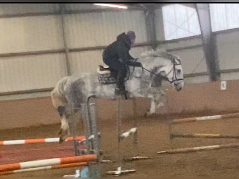 Irish sport horse Merrie 8 Jaar 168 cm Appelschimmel in Elze