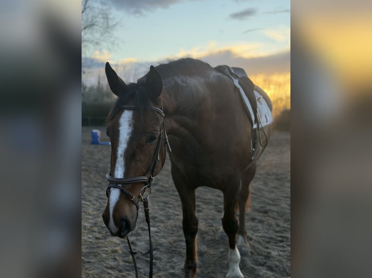 Irish sport horse Merrie 8 Jaar 168 cm Donkere-vos in Trebbin