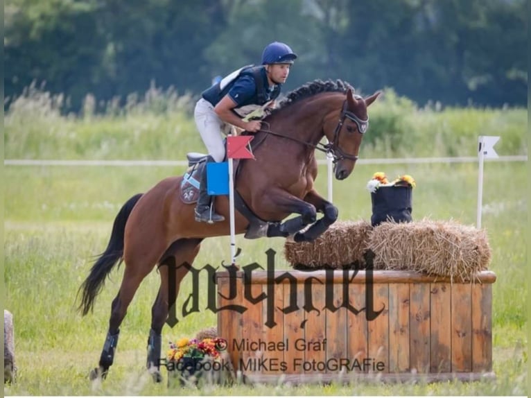 Irish sport horse Merrie 8 Jaar 169 cm Bruin in Lindewitt