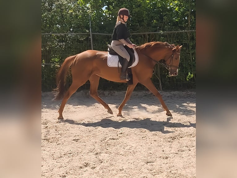 Irish sport horse Merrie 8 Jaar 170 cm Vos in Lage