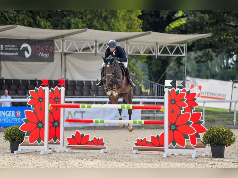 Irish sport horse Merrie 8 Jaar Donkerbruin in Dielsdorf