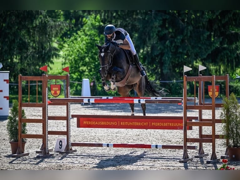 Irish sport horse Merrie 8 Jaar Donkerbruin in Dielsdorf