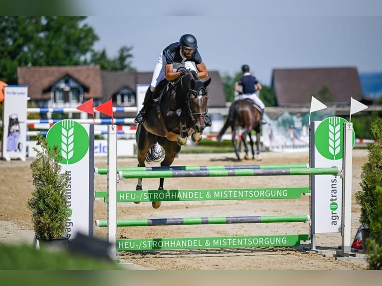 Irish sport horse Merrie 8 Jaar Donkerbruin in Dielsdorf