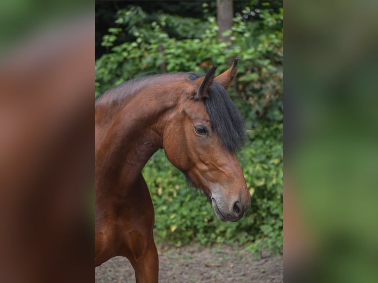 Irish sport horse Merrie 9 Jaar 146 cm Bruin in Seligenstadt