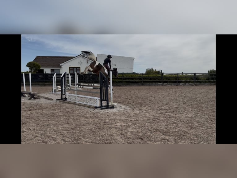 Irish sport horse Merrie 9 Jaar 148 cm Tovereo-alle-kleuren in Sligo
