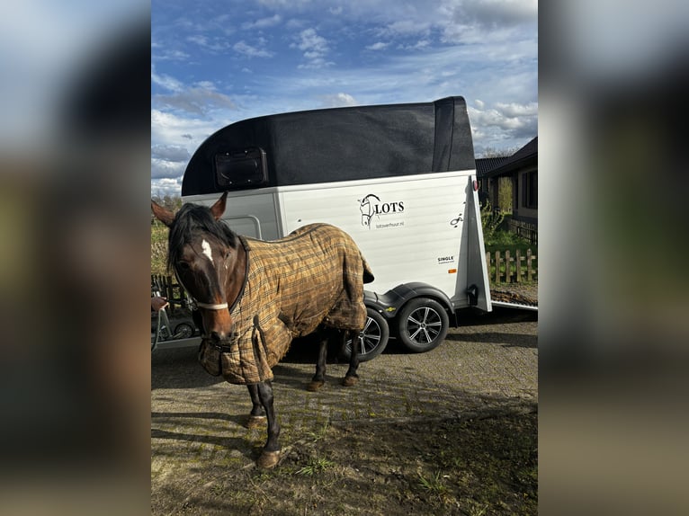 Irish sport horse Merrie 9 Jaar 156 cm Donkerbruin in Sprundel
