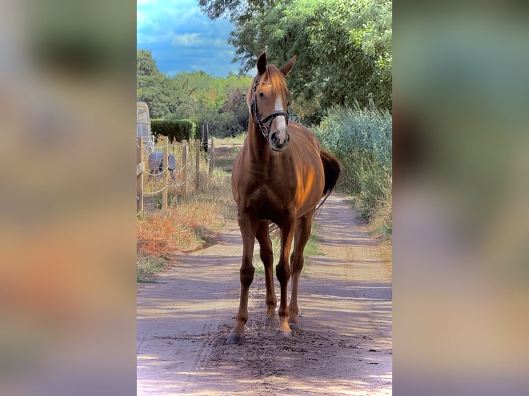 Irish sport horse Merrie 9 Jaar 157 cm Vos in Weiterstadt