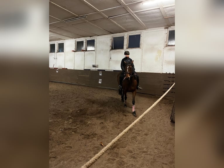 Irish sport horse Merrie 9 Jaar 158 cm Bruin in Kirtorf
