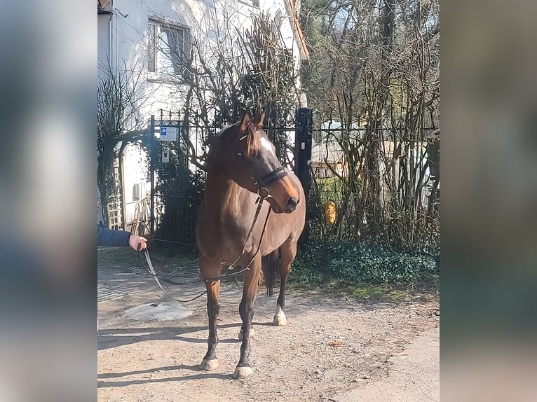 Irish sport horse Merrie 9 Jaar 160 cm Brauner in Lage