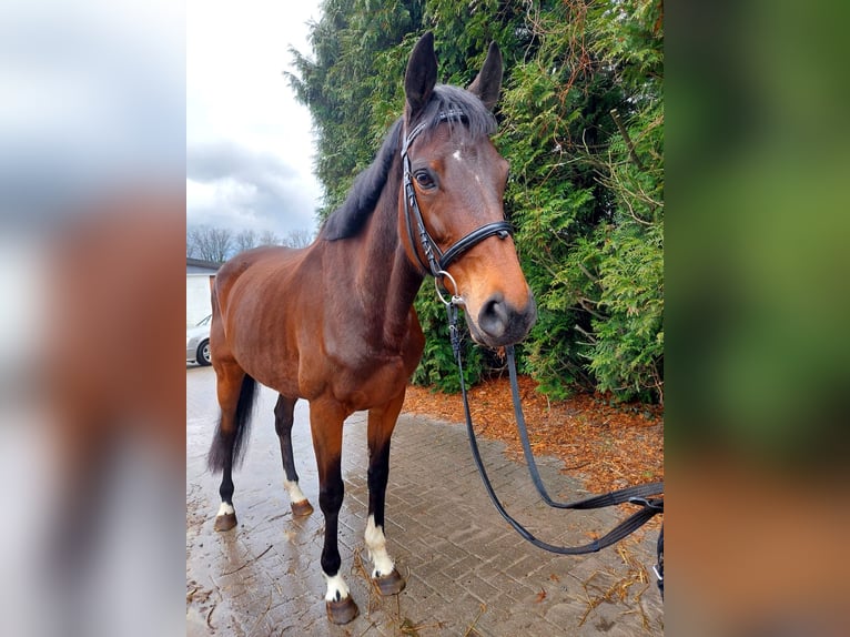 Irish sport horse Merrie 9 Jaar 160 cm Brauner in Gelsenkirchen