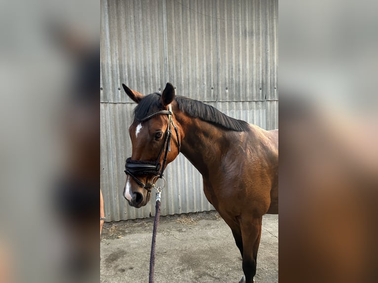 Irish sport horse Merrie 9 Jaar 160 cm Bruin in Rottweil