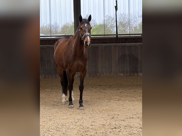 Irish sport horse Merrie 9 Jaar 160 cm Bruin in Bottrop