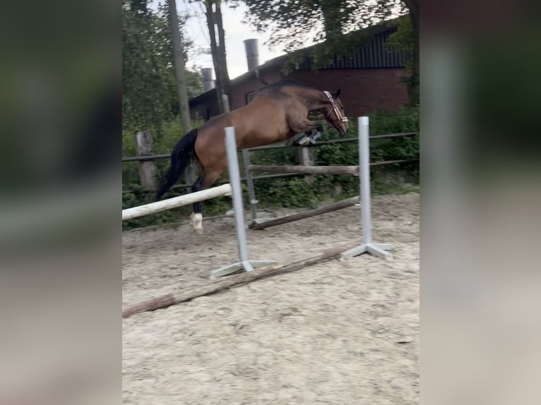 Irish sport horse Merrie 9 Jaar 160 cm Bruin in Bottrop