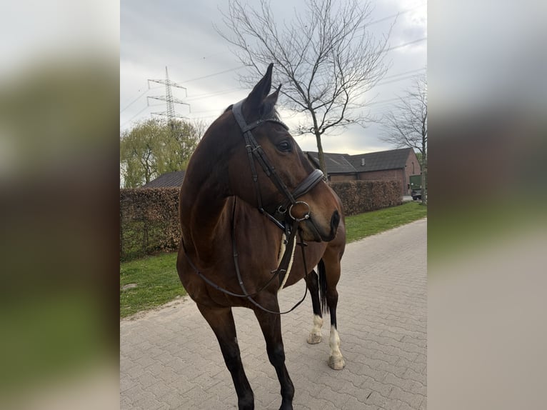 Irish sport horse Merrie 9 Jaar 160 cm Bruin in Bottrop