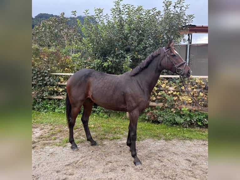 Irish sport horse Merrie 9 Jaar 160 cm Donkerbruin in Gummern