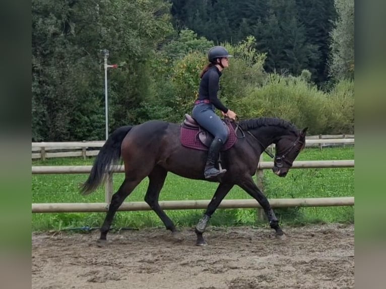 Irish sport horse Merrie 9 Jaar 160 cm Donkerbruin in Gummern
