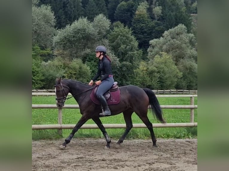 Irish sport horse Merrie 9 Jaar 160 cm Donkerbruin in Gummern