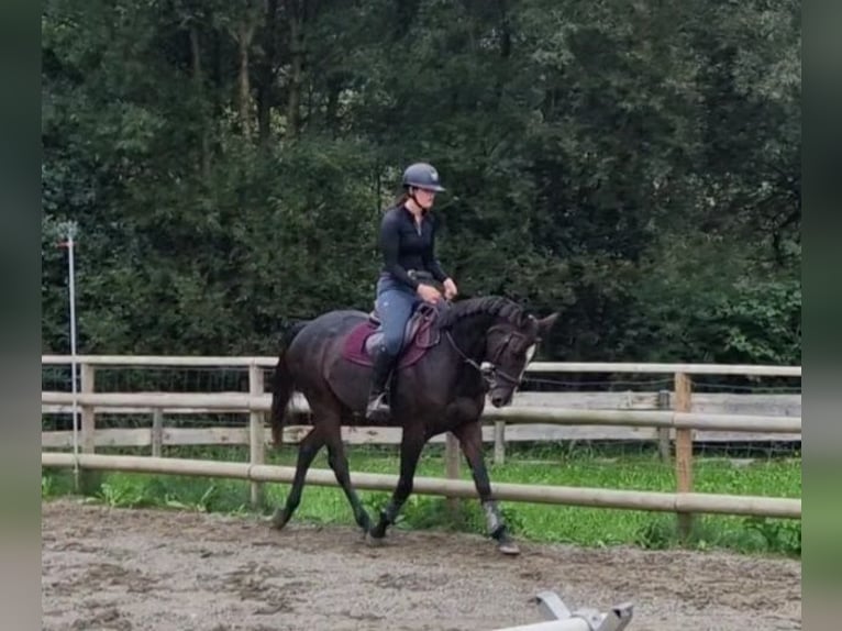 Irish sport horse Merrie 9 Jaar 160 cm Donkerbruin in Gummern