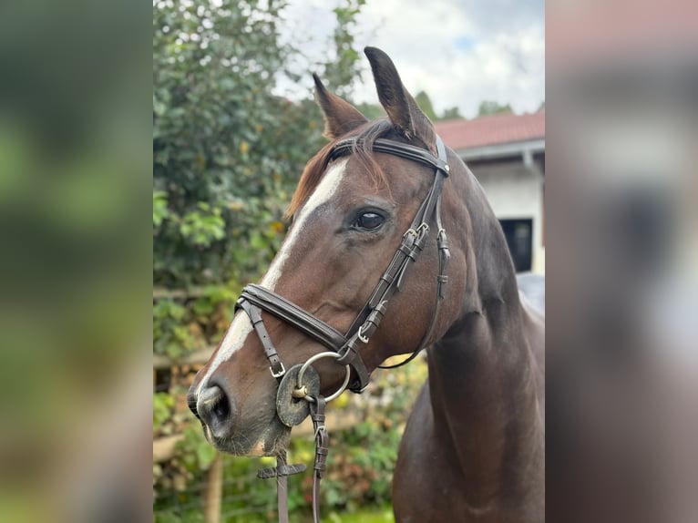 Irish sport horse Merrie 9 Jaar 160 cm Donkerbruin in Gummern