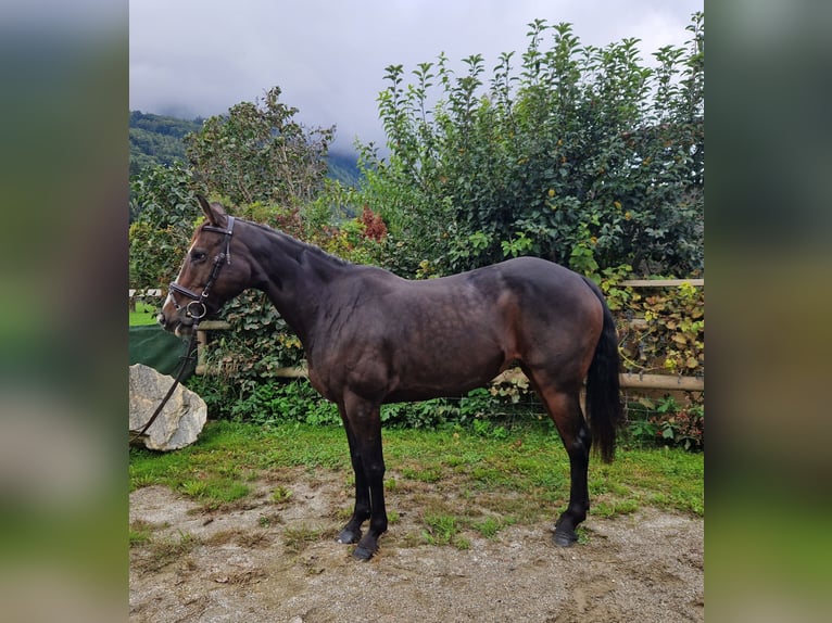 Irish sport horse Merrie 9 Jaar 160 cm Donkerbruin in Gummern