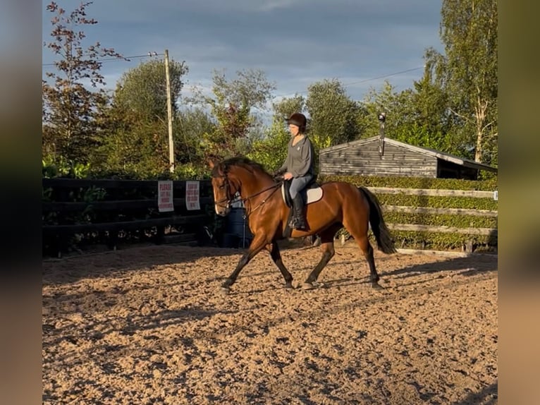 Irish sport horse Merrie 9 Jaar 160 cm Roodbruin in Dublin
