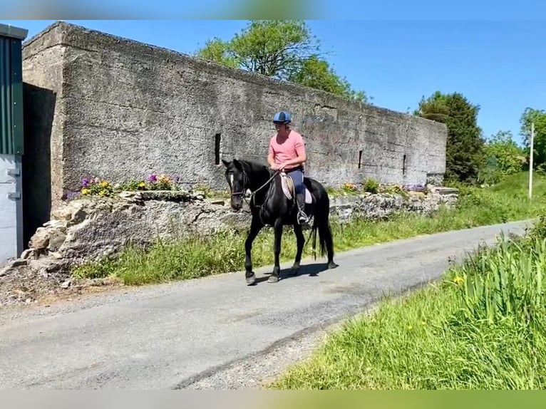 Irish sport horse Mix Merrie 9 Jaar 163 cm Donkerbruin in Belfast