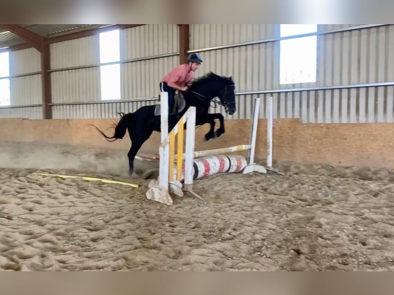 Irish sport horse Mix Merrie 9 Jaar 163 cm Donkerbruin in Belfast
