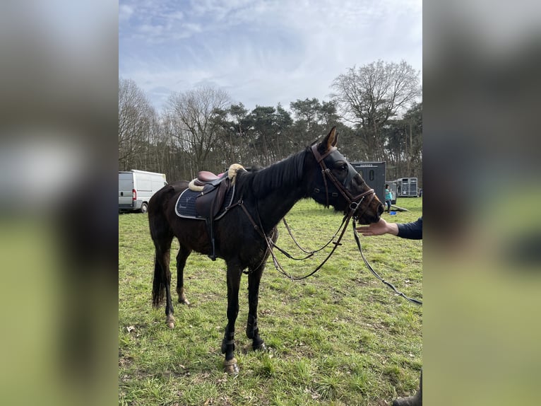 Irish sport horse Merrie 9 Jaar 163 cm Donkerbruin in Heusden