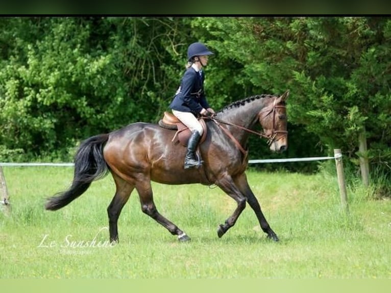 Irish sport horse Merrie 9 Jaar 163 cm Donkerbruin in Champagne Saint Hilaire