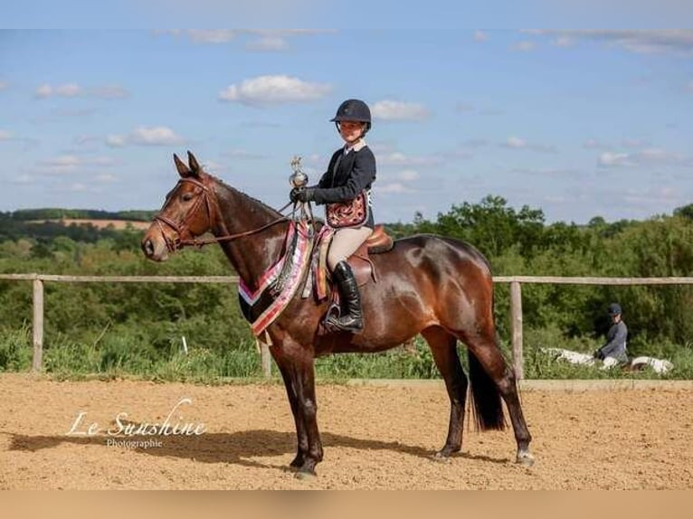 Irish sport horse Merrie 9 Jaar 163 cm Donkerbruin in Champagne Saint Hilaire