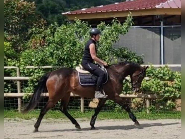 Irish sport horse Merrie 9 Jaar 163 cm Donkerbruin in Gummern
