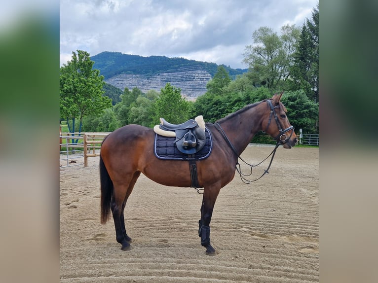 Irish sport horse Merrie 9 Jaar 163 cm Donkerbruin in Gummern