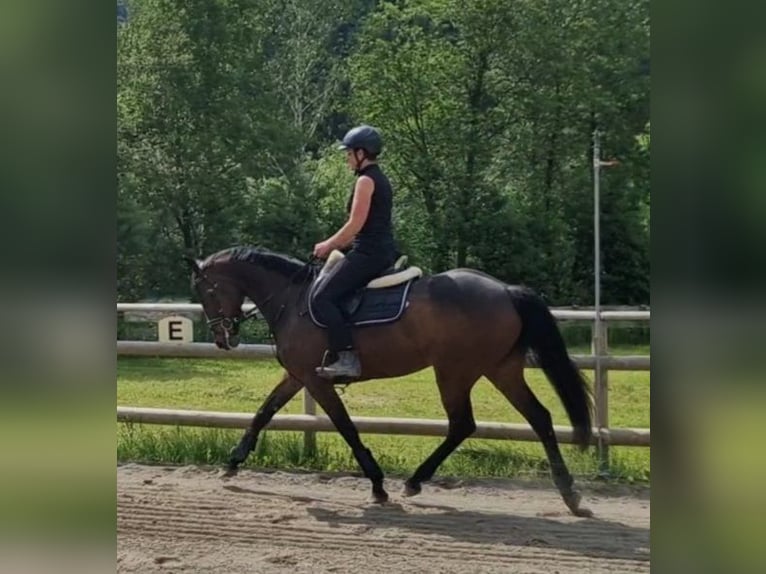 Irish sport horse Merrie 9 Jaar 163 cm Donkerbruin in Gummern