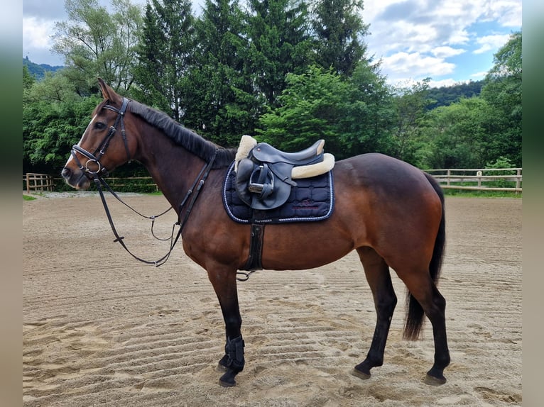 Irish sport horse Merrie 9 Jaar 163 cm Donkerbruin in Gummern