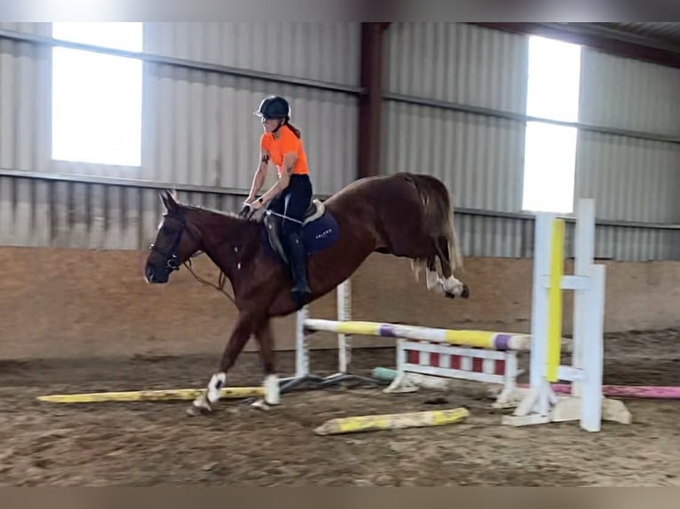 Irish sport horse Merrie 9 Jaar 163 cm Donkere-vos in Sligo