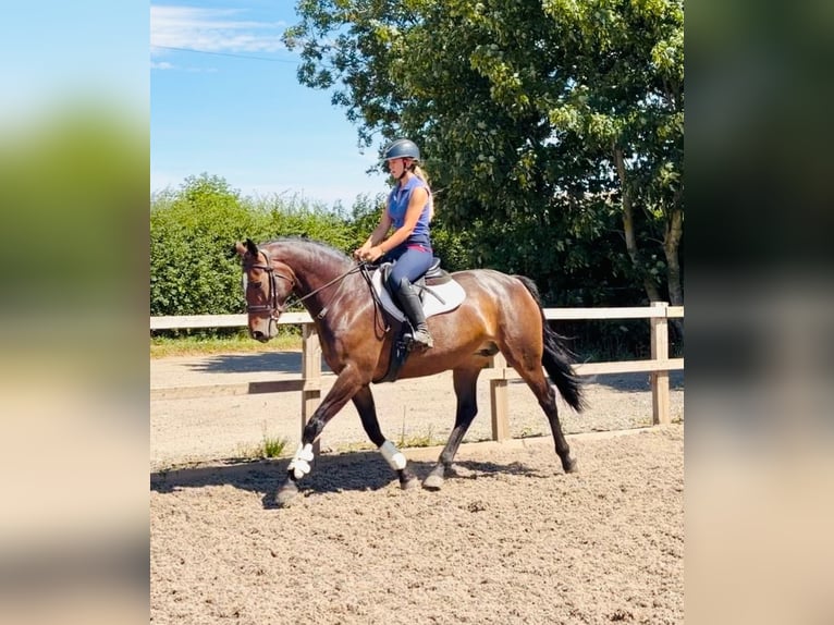 Irish sport horse Merrie 9 Jaar 163 cm Roodbruin in grantham, Lincs
