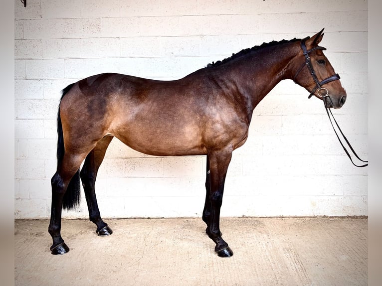 Irish sport horse Merrie 9 Jaar 163 cm Roodbruin in grantham, Lincs