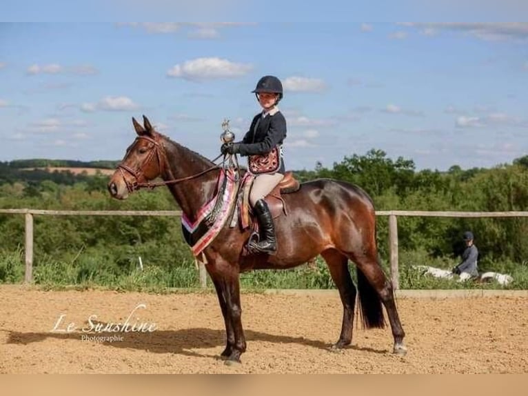 Irish sport horse Merrie 9 Jaar 163 cm Roodbruin in Auch