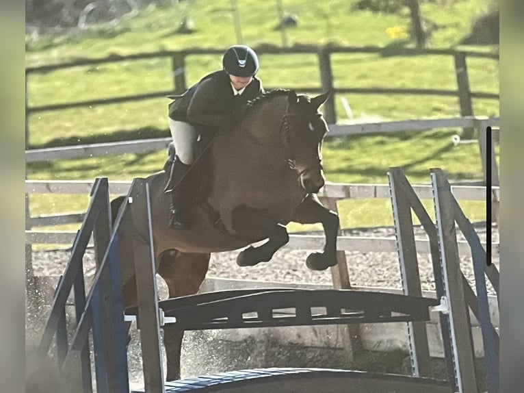 Irish sport horse Merrie 9 Jaar 163 cm Roodbruin in Laois